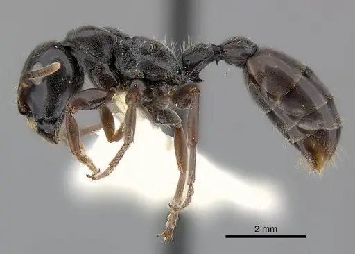 Tetraponera latifrons specimen CASENT0217593 image casent0217593_3