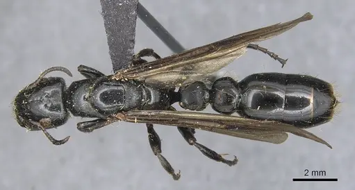 Tetraponera latifrons specimen CASENT0904042 image casent0904042_1
