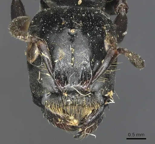 Tetraponera latifrons specimen CASENT0904042 image casent0904042_2