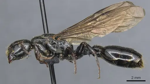 Tetraponera latifrons specimen CASENT0904042 image casent0904042_3