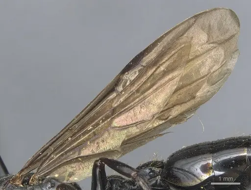 Tetraponera latifrons specimen CASENT0904042 image casent0904042_4