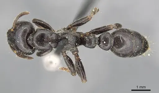Tetraponera latifrons specimen CASENT0915529 image casent0915529_1