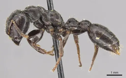 Tetraponera latifrons specimen CASENT0915529 image casent0915529_3