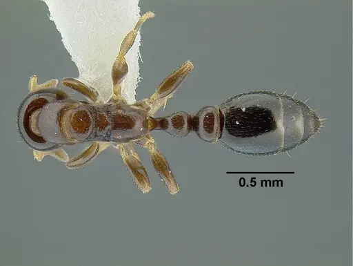 Tetraponera liengmei specimen CASENT0794351 image casent0794351_1
