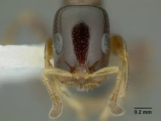 Tetraponera liengmei specimen CASENT0794351 image casent0794351_2