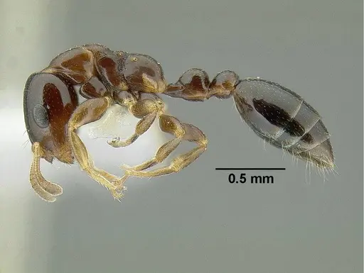 Tetraponera liengmei specimen CASENT0794351 image casent0794351_3