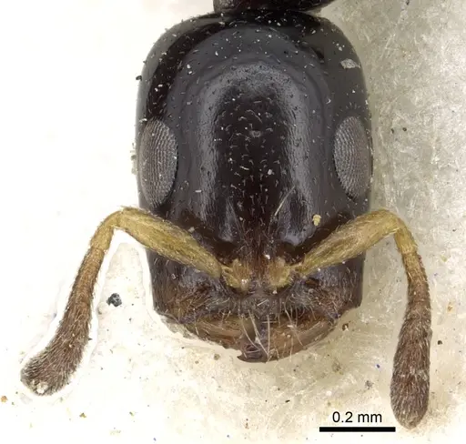 Tetraponera liengmei specimen CASENT0902817 image casent0902817_2