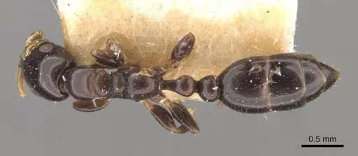 Tetraponera liengmei specimen CASENT0907472 image casent0907472_1