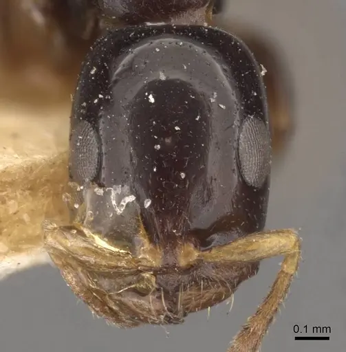 Tetraponera liengmei specimen CASENT0907472 image casent0907472_2