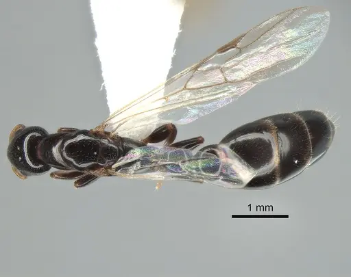 Tetraponera liengmei specimen MZLU-HYM00031388 image mzlu-hym00031388_1