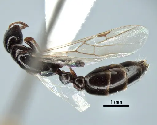 Tetraponera liengmei specimen MZLU-HYM00031388 image mzlu-hym00031388_2