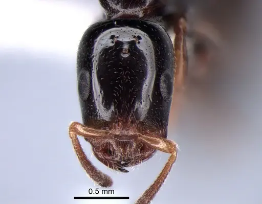 Tetraponera liengmei specimen MZLU-HYM00031388 image mzlu-hym00031388_3
