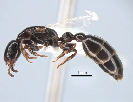 Tetraponera liengmei specimen MZLU-HYM00031388 image mzlu-hym00031388_4