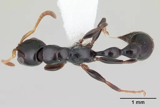 Tetraponera longula specimen CASENT0012843 image casent0012843_1