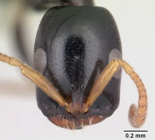 Tetraponera longula specimen CASENT0012843 image casent0012843_2