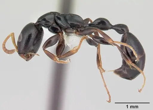 Tetraponera longula specimen CASENT0012843 image casent0012843_3