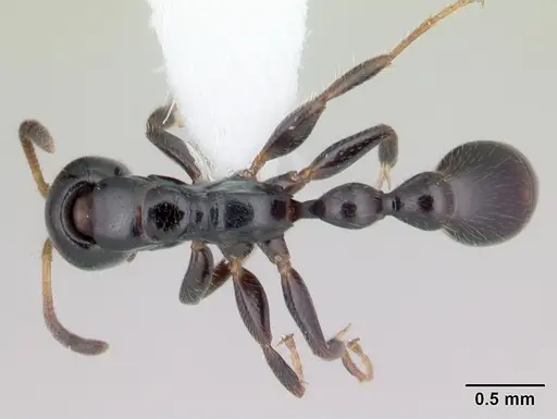 Tetraponera longula specimen CASENT0012844 image casent0012844_1