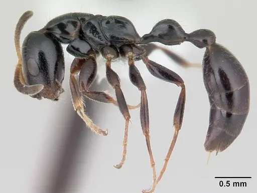 Tetraponera longula specimen CASENT0012844 image casent0012844_3