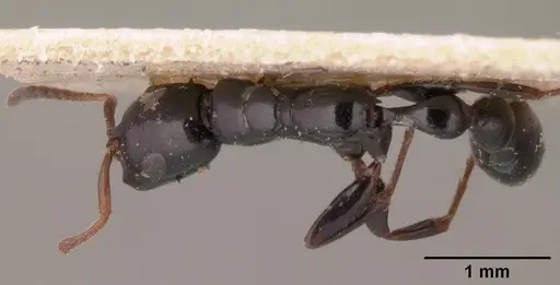 Tetraponera longula specimen CASENT0101395 image casent0101395_1