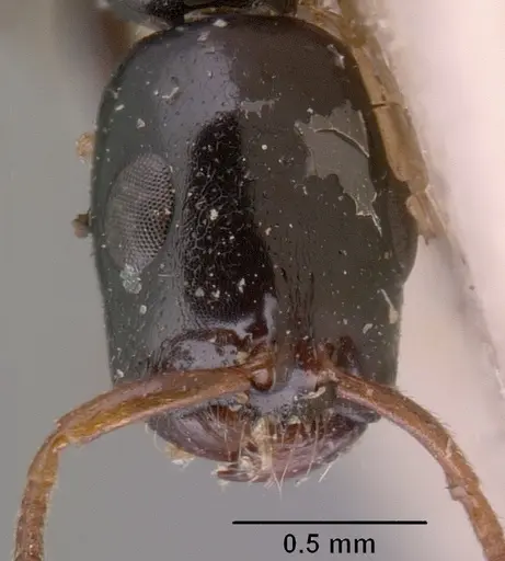 Tetraponera longula specimen CASENT0101395 image casent0101395_2