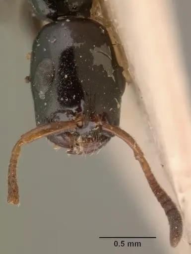 Tetraponera longula specimen CASENT0101395 image casent0101395_3