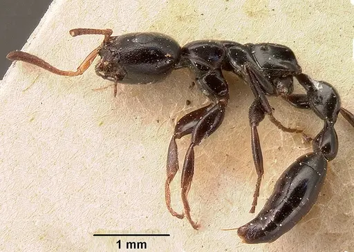 Tetraponera longula specimen CASENT0101395 image casent0101395_4
