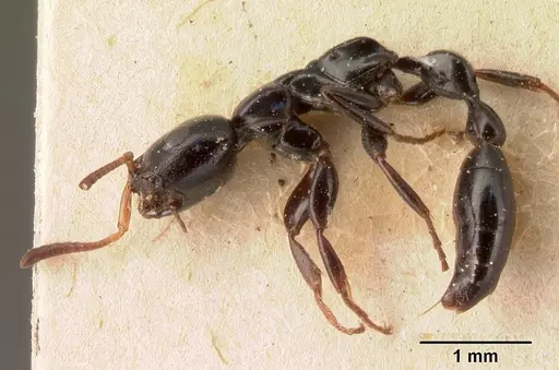 Tetraponera longula specimen CASENT0101395 image casent0101395_5