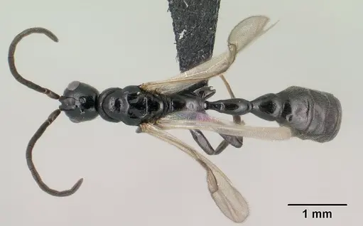 Tetraponera longula specimen CASENT0138661 image casent0138661_1