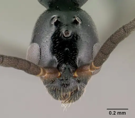 Tetraponera longula specimen CASENT0138661 image casent0138661_2