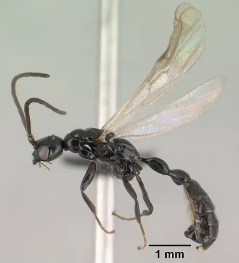 Tetraponera longula specimen CASENT0138661 image casent0138661_3