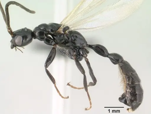 Tetraponera longula specimen CASENT0138661 image casent0138661_4