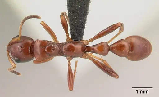 Tetraponera manangotra specimen CASENT0120025 image casent0120025_1