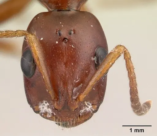 Tetraponera manangotra specimen CASENT0120025 image casent0120025_2