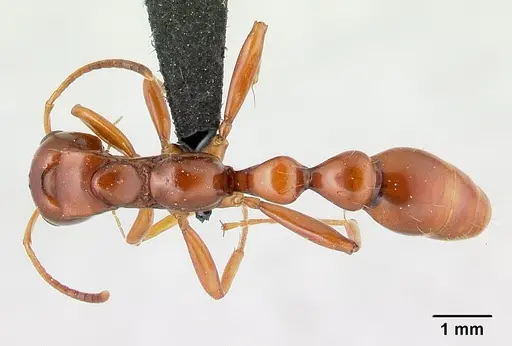 Tetraponera manangotra specimen CASENT0121948 image casent0121948_1