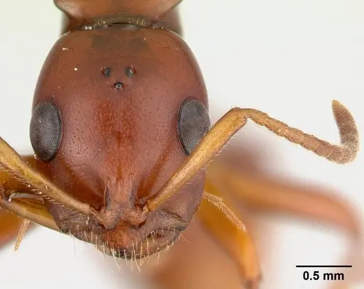 Tetraponera manangotra specimen CASENT0121948 image casent0121948_2