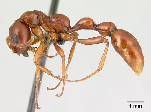 Tetraponera manangotra specimen CASENT0121948 image casent0121948_3