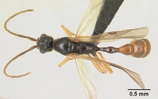 Tetraponera manangotra specimen CASENT0135786 image casent0135786_1