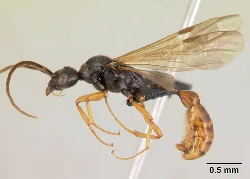 Tetraponera manangotra specimen CASENT0135786 image casent0135786_3