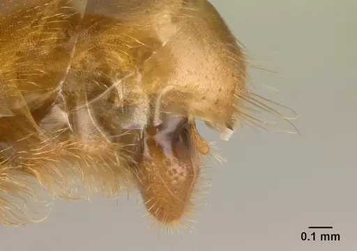 Tetraponera manangotra specimen CASENT0135786 image casent0135786_4