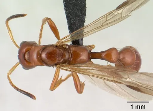 Tetraponera manangotra specimen CASENT0138371 image casent0138371_1