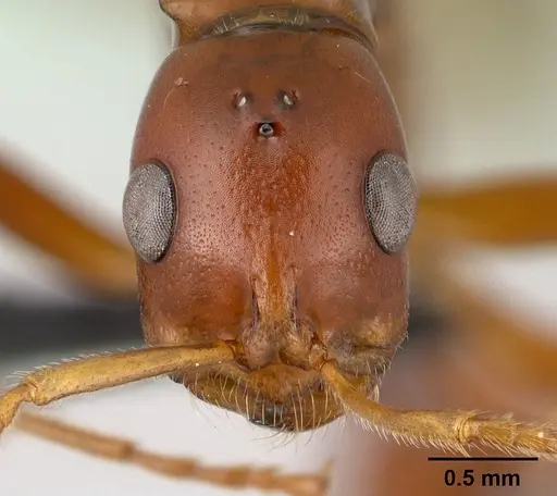 Tetraponera manangotra specimen CASENT0138371 image casent0138371_2