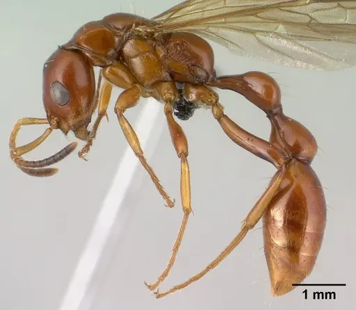 Tetraponera manangotra specimen CASENT0138371 image casent0138371_3