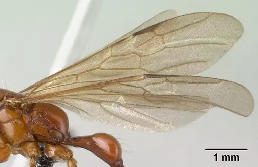 Tetraponera manangotra specimen CASENT0138371 image casent0138371_4