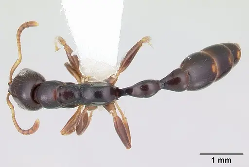 Tetraponera mandibularis specimen CASENT0012845 image casent0012845_1