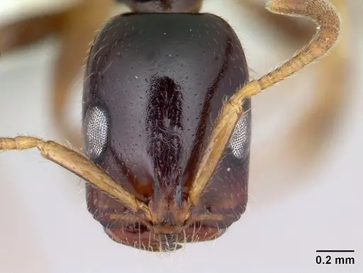 Tetraponera mandibularis specimen CASENT0012845 image casent0012845_2