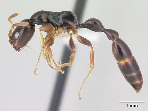 Tetraponera mandibularis specimen CASENT0012845 image casent0012845_3