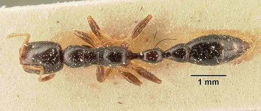 Tetraponera mandibularis specimen CASENT0101154 image casent0101154_1