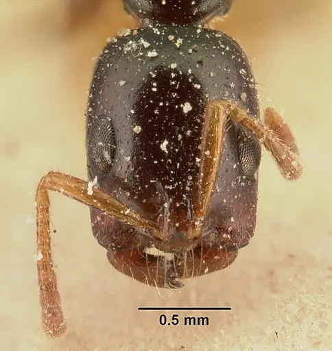 Tetraponera mandibularis specimen CASENT0101154 image casent0101154_2