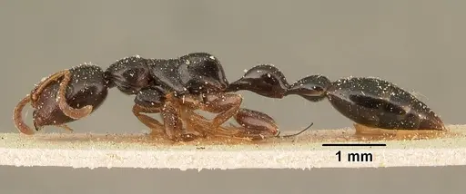 Tetraponera mandibularis specimen CASENT0101154 image casent0101154_3