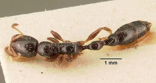 Tetraponera mandibularis specimen CASENT0101155 image casent0101155_1